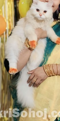 পার্সিয়ান বিড়াল